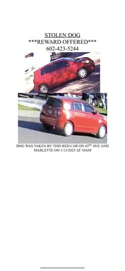 STOLEN DOG