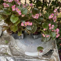 Planta Hermosa