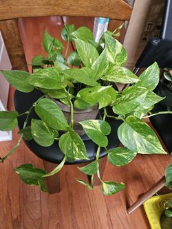 Pothos Plant 