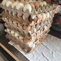 Eggs For Sale 