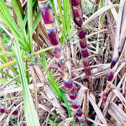 Fresh Sugarcane 