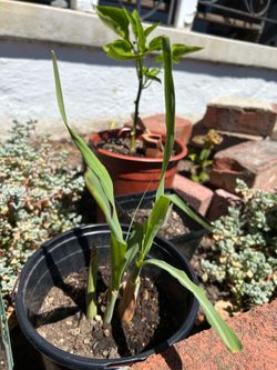 Lemongrass Plant