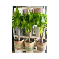 Plants (10”pot🌿Basket & Fortune plants $20)