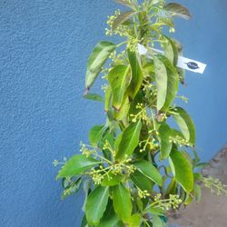 Ettinger Avocado Tree 