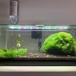 Shrimp Aquarium 