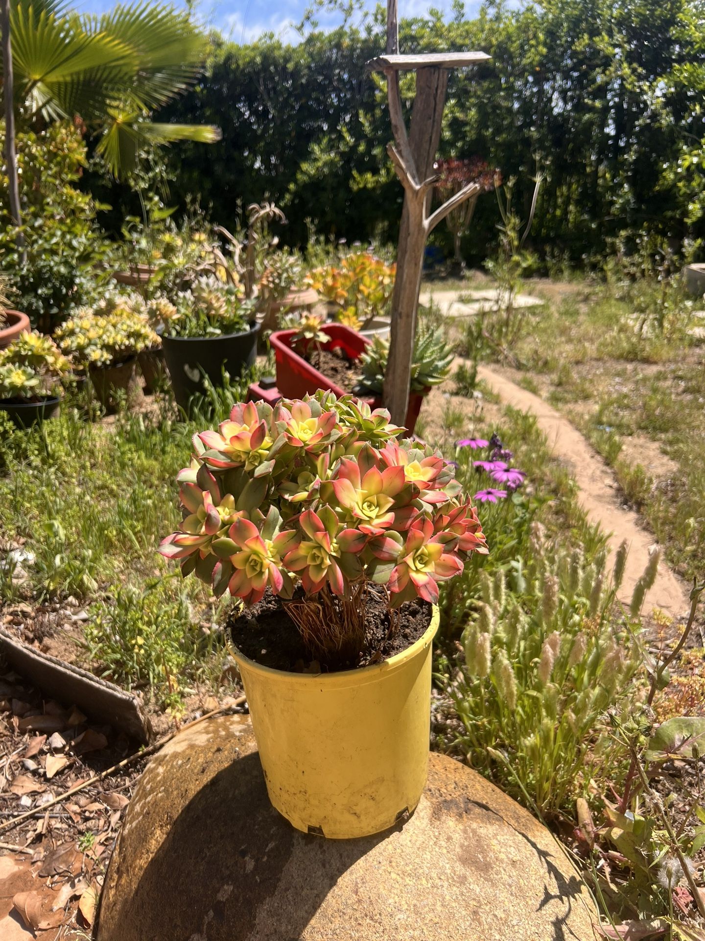 Succulents Moving Sale $4