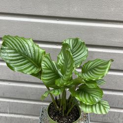 6” Calathea Orbifolia