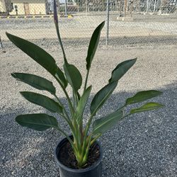 Bird Of Paradise