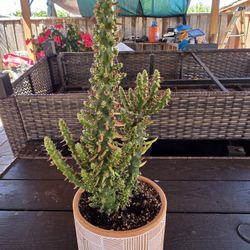 Pink Eves Pin Needle Cactus in Clay Pot