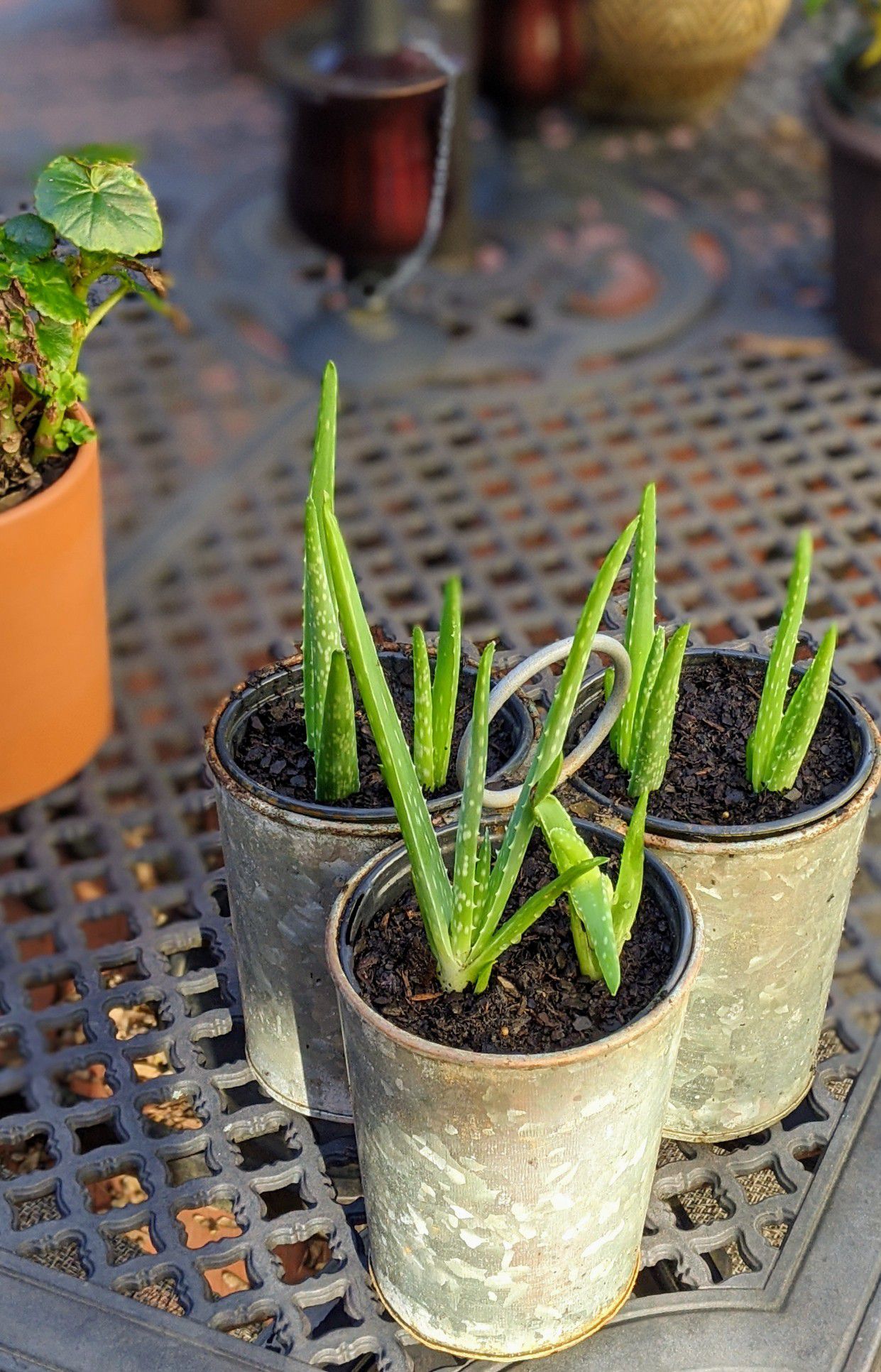 Aloe vera plant with pots