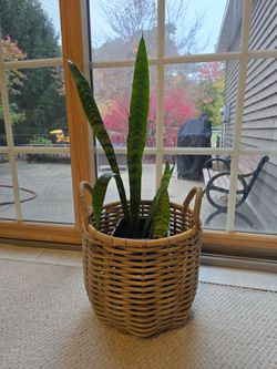 Live snake plant