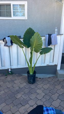 Elephant Ear Plant $40