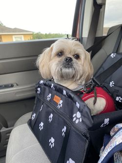 Dog Car Seat