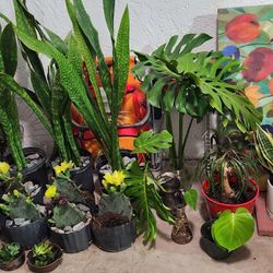 Plants Bundle.  Indoors Plants.  Outdoor Plants.  Cactus.  Succulents.  20 Plant For $199