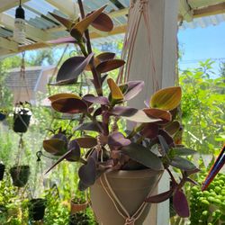 Purple Heart, Silver Inch, and  Tradescantia Pale Puma