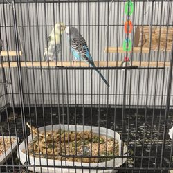 Cage Bird 