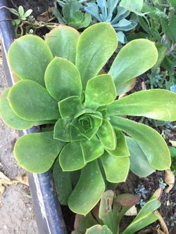 Succulent with babies