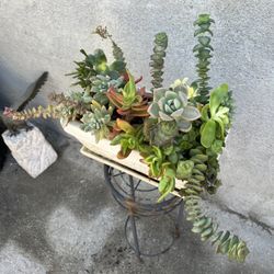 Succulent Mix 