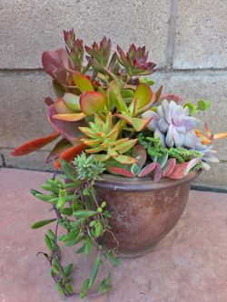 Decoration Suculents Plants Mix