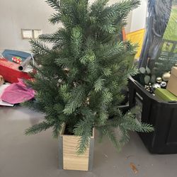 Mini Christmas Tree Plant