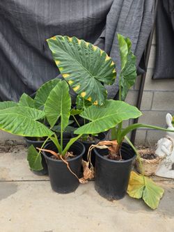 3 pots for $10