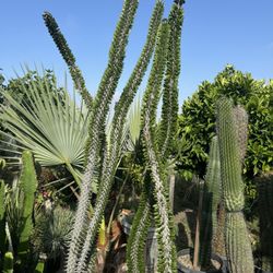 Large Ocotillo Plants 