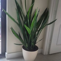 Snake Plants 4Ft