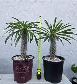Madagascar Palm Pachypodium Lamerei Bradenton