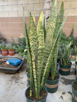 Snake Plants 🪴