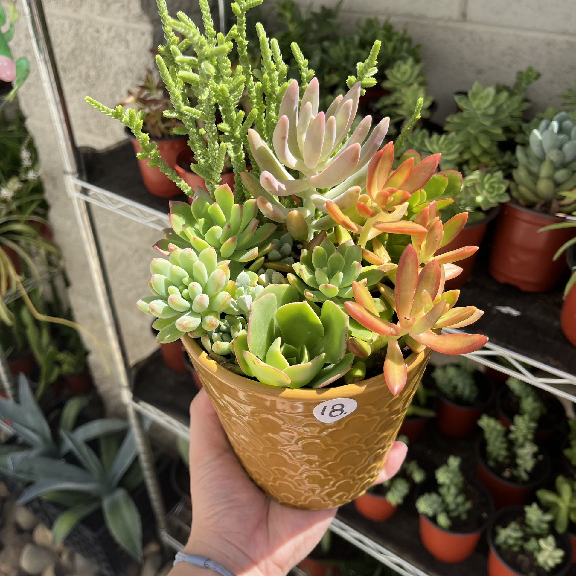 Succulent Arrangement In Ceramic Pot