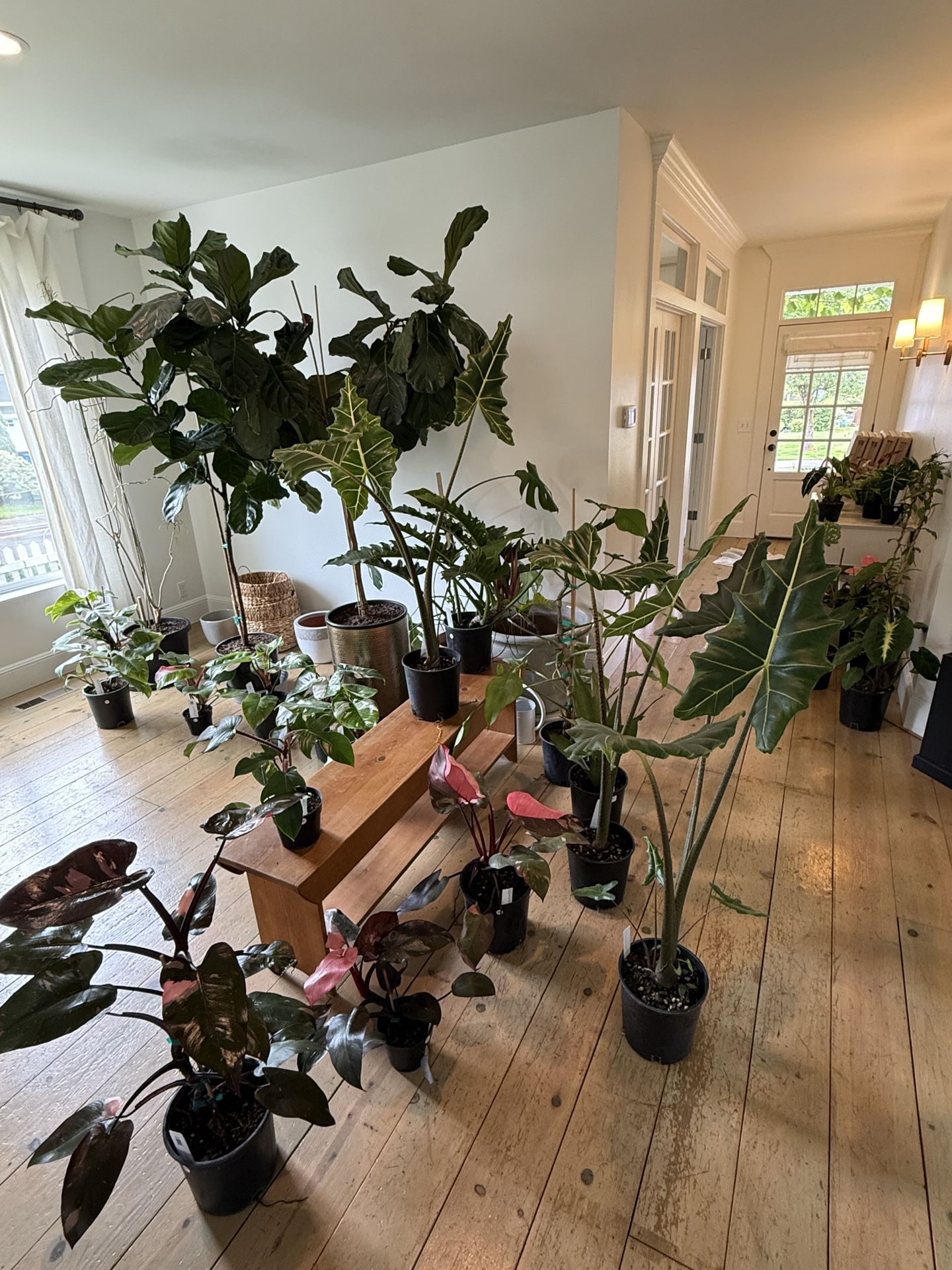 Amazing Plants For Sale