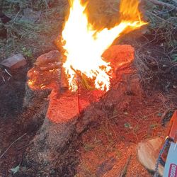 🔥 Douglas Fir Premium Firewood 🔥