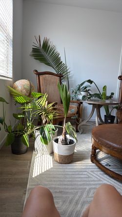 6 House Plants