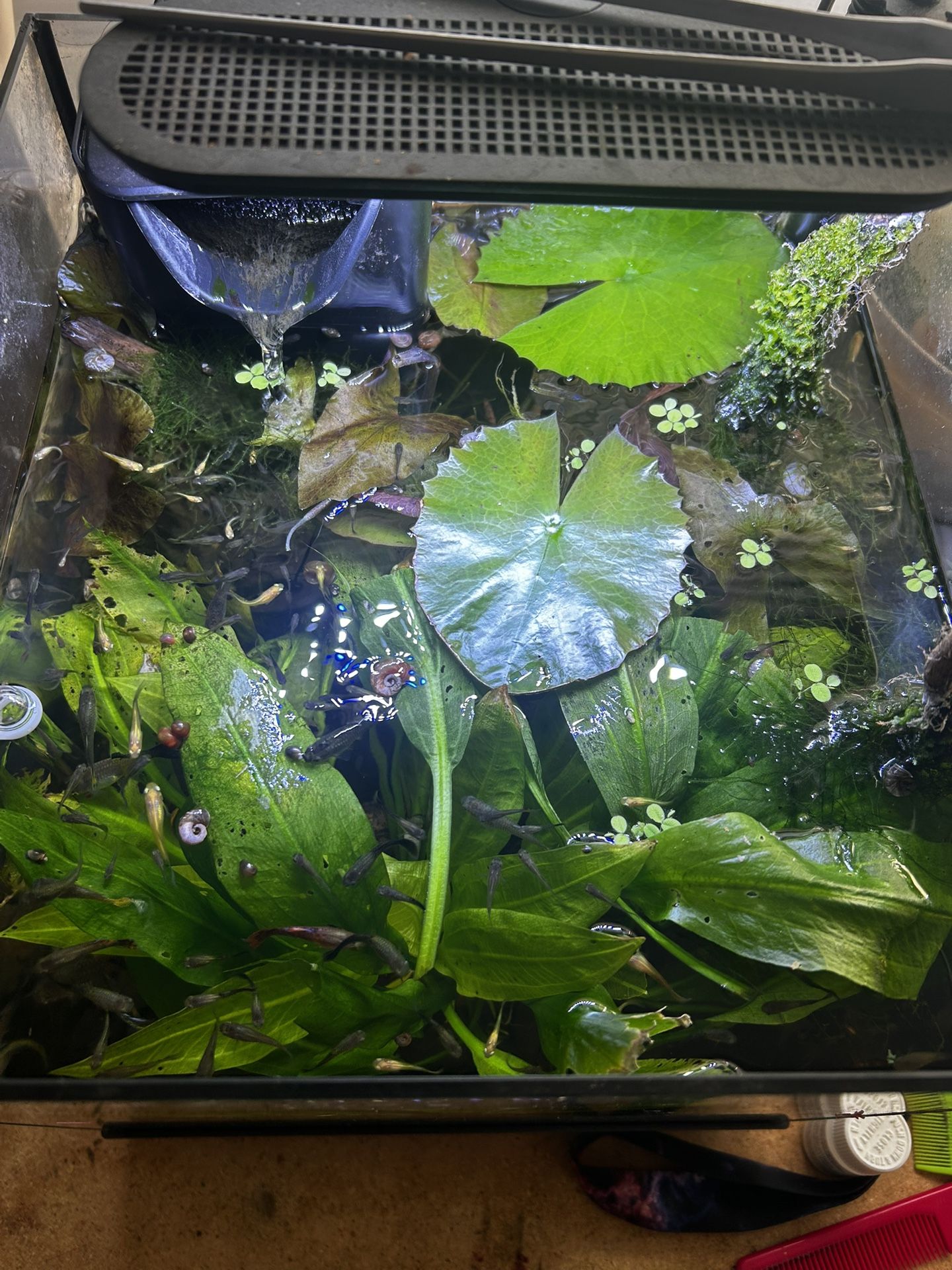Tropical Aquarium