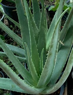 2 plants and tools