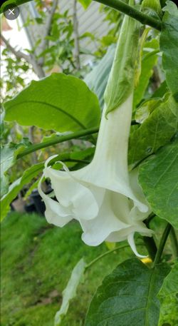 Double White Brugmansia 