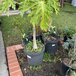 Papaya Tree