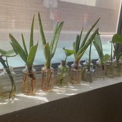 Pothos! Aloe!