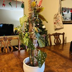 Live Polkadot Begonia