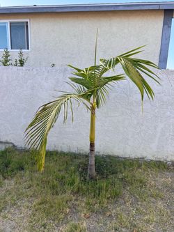 Two 6‑ft King Palm Trees – Encinitas - You Dig Up and Haul