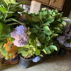 Hydrangea Plants Blue Blooms 25$ Each