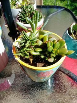 variety of succulents