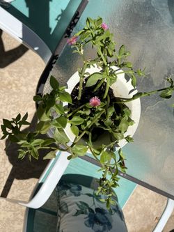 SUNNY ROSE FLOWERING PLANT