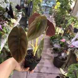 4” Alocasia Cuprea