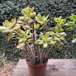 Jade Succulent Plant 1-2 feet