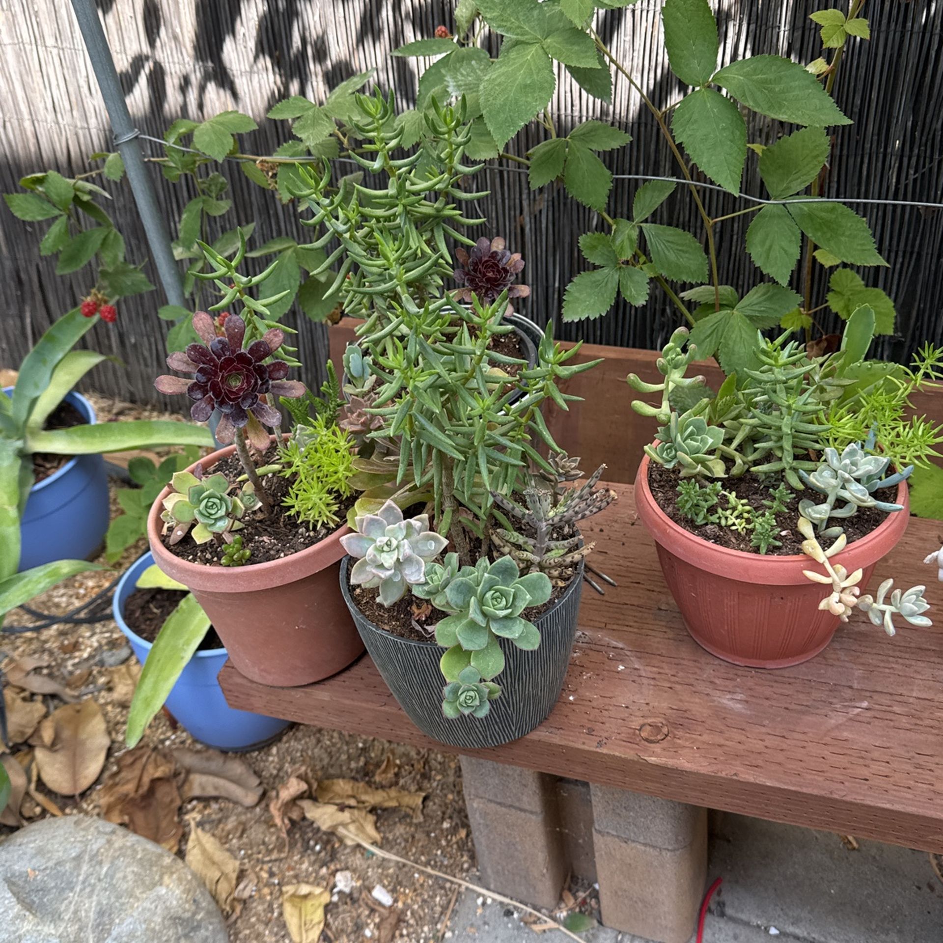 Succulents 