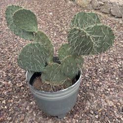 Prickly Pear Cactus