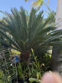 FREE, Very Large Sago Plant, FREE, You Dig It Out.