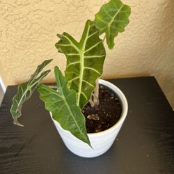 Alocasia Amazonica Plant 🪴 