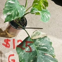 Monstera Albo 
